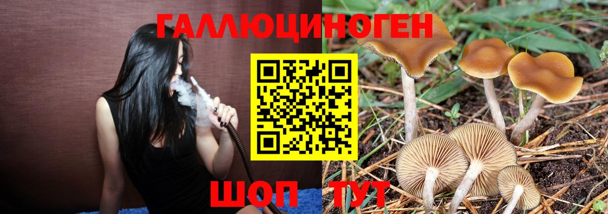Камышлов  Галлюциногенные грибы Psilocybine cubensis  Вход с VPN  Галлюциногенные грибы Psilocybine cubensis 